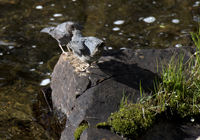 American Dippers 2347